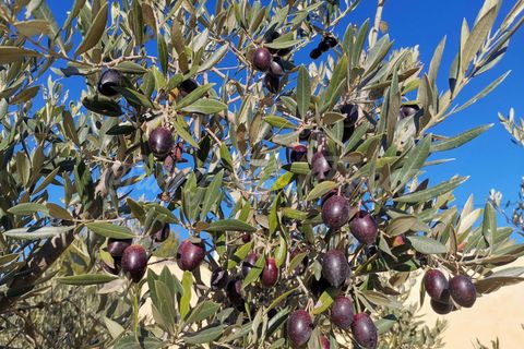 Landejendom i Yecla, Murcia, Yecla - € 155.000 | Ref: SF0370 - foto 21